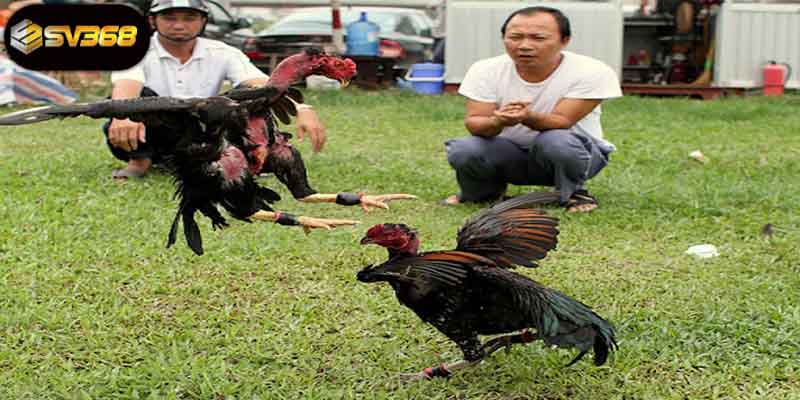 Điều kiện cần có để đăng ký tài khoản đá gà
